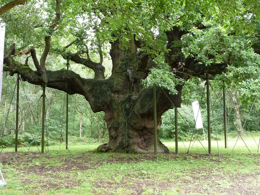 Forêt de Sherwood