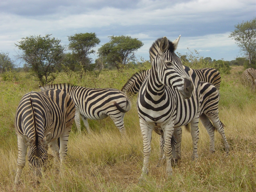 Parc national Kruger