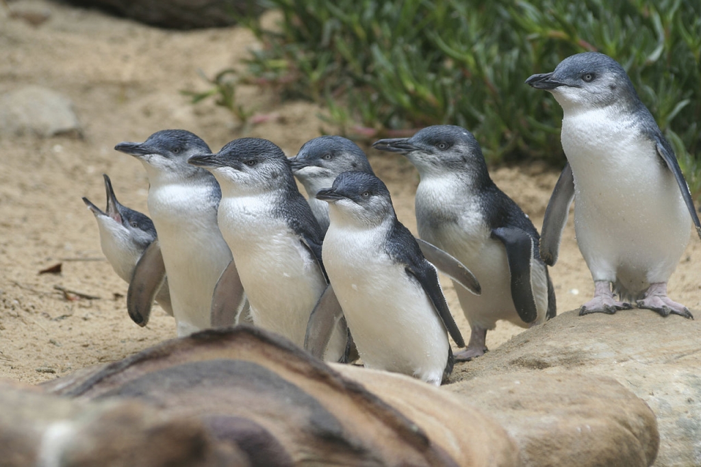 Parc naturel de Phillip Island