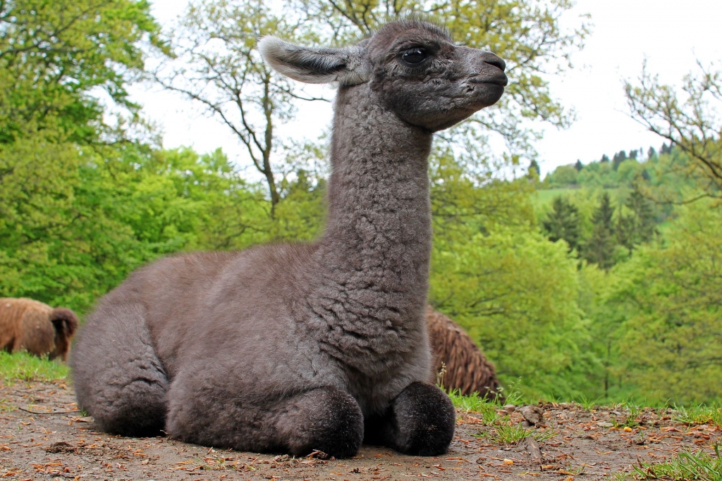 Park Aventure et Vie sauvage de Daun