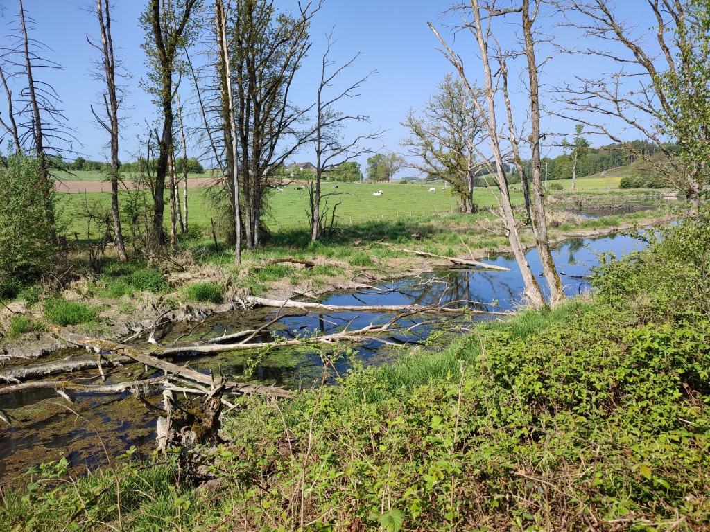 Canal de Bernistap