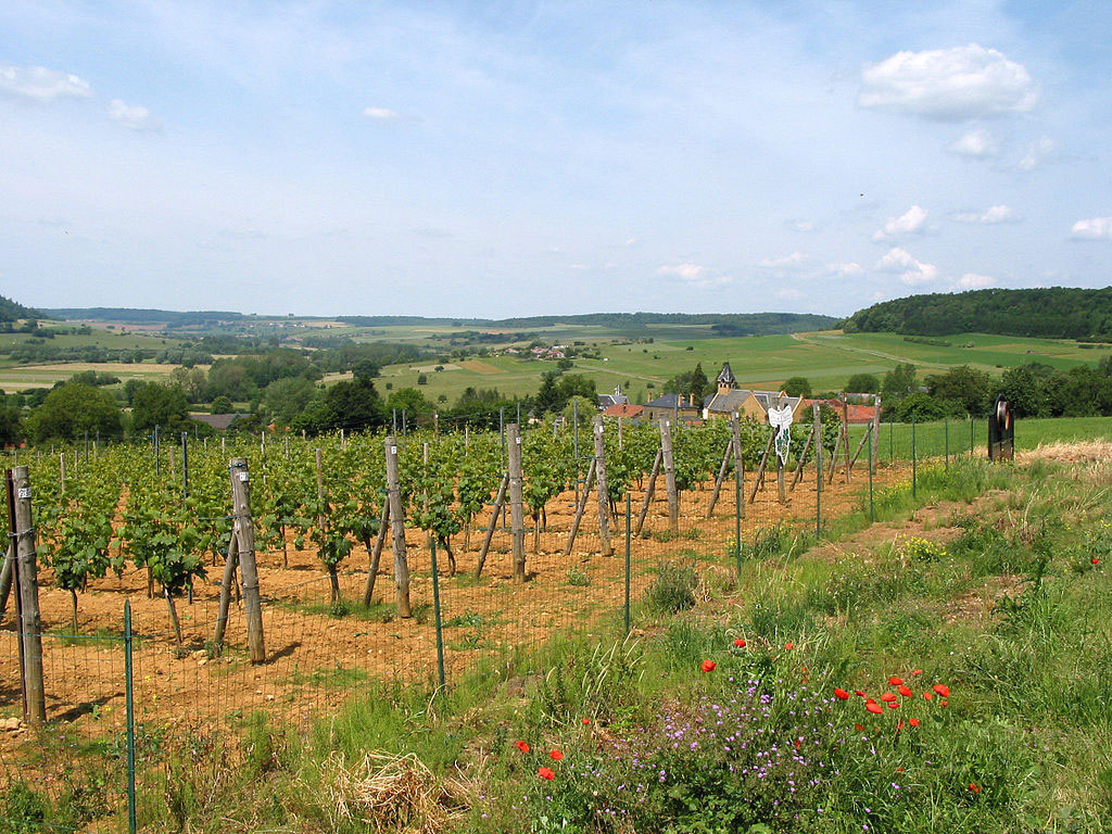 Vignes du Poirier du Loup