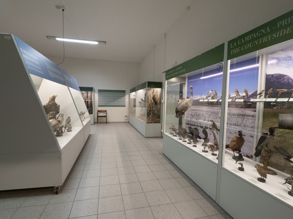 Musée ornithologique Luigi Scanagatta