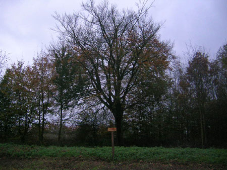 Arbre de Charlemagne