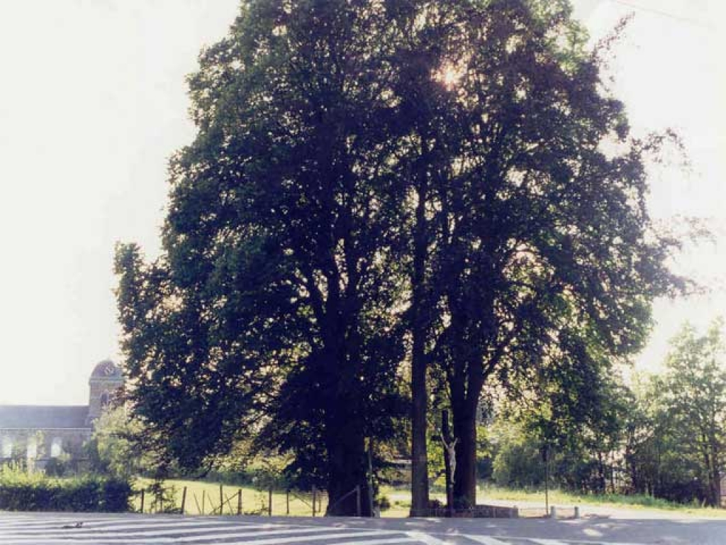 Arbre de la Victoire de Desnié