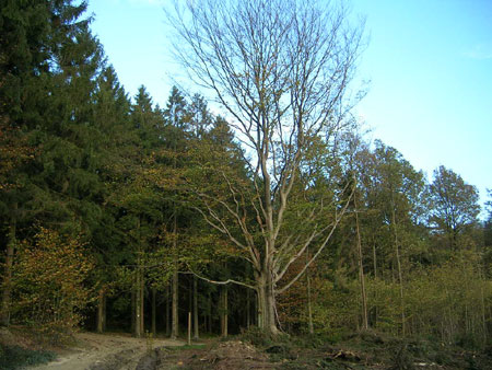 Arbre Saint-Christophe