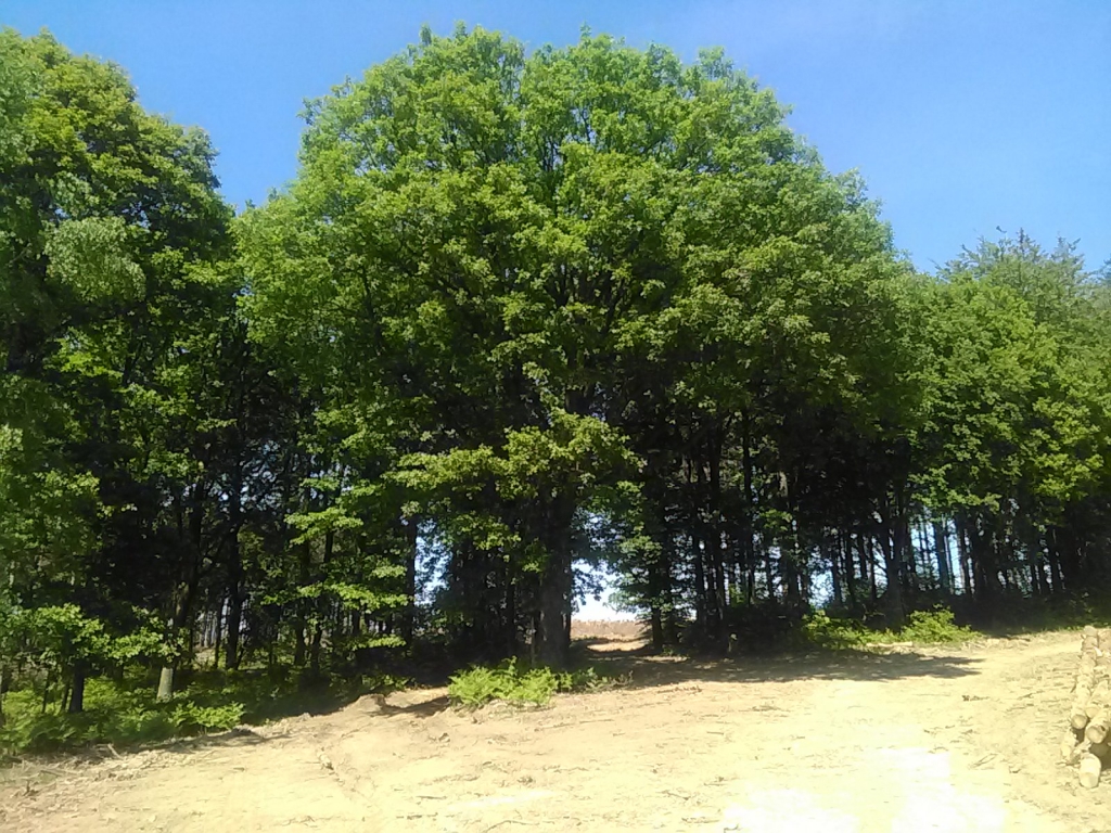 Chêne du Bois de Cirou