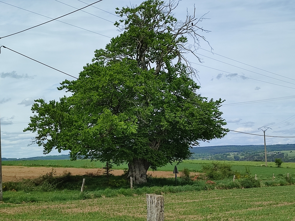 Hêtre de Nisramont