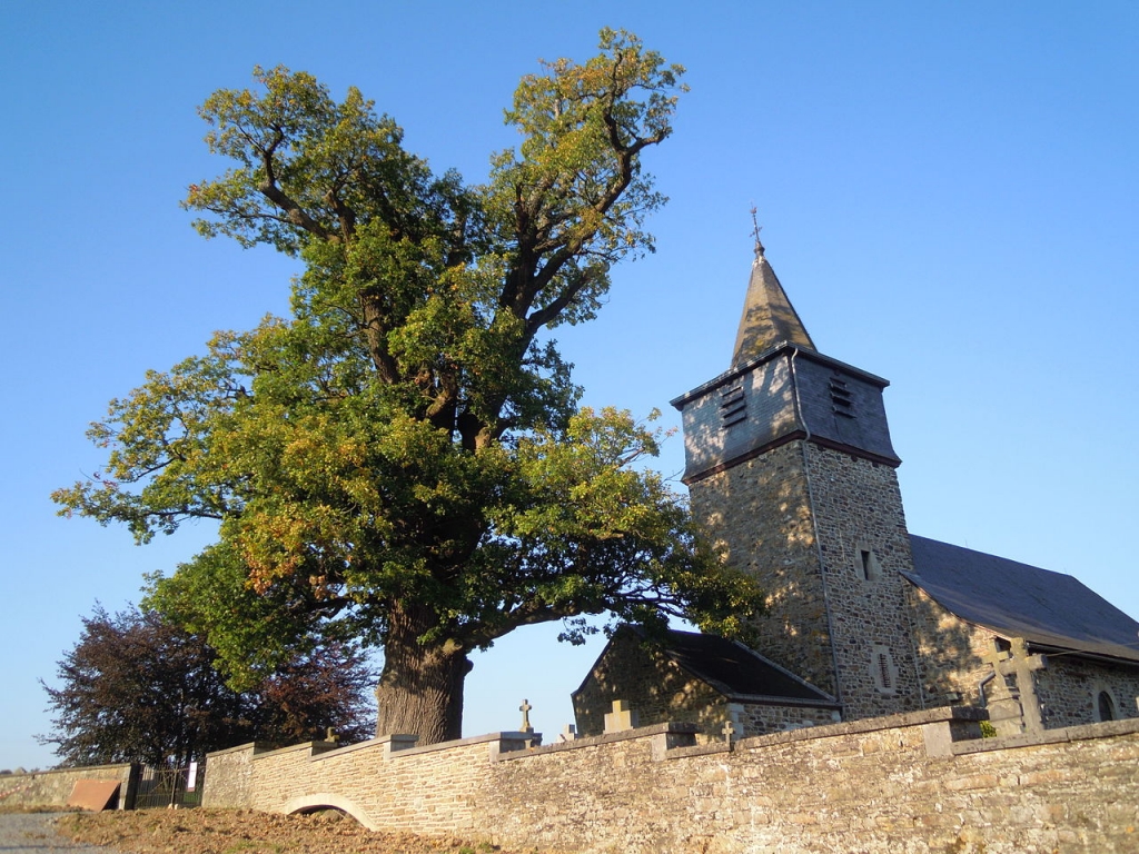 Vieux Chêne de Rahier