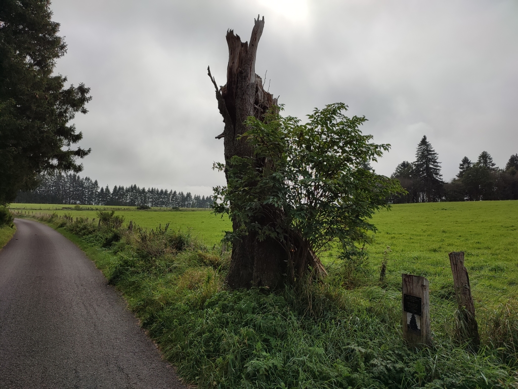 Arbre remarquable de Regné