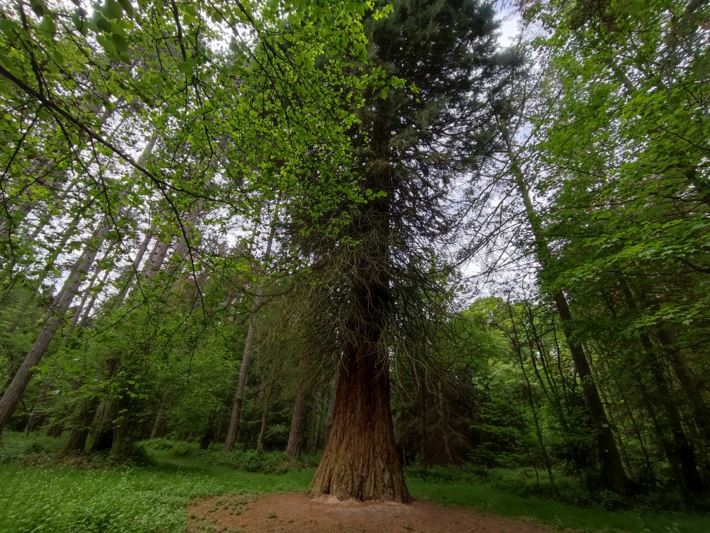 Arboretum du Bois de la Vecquée