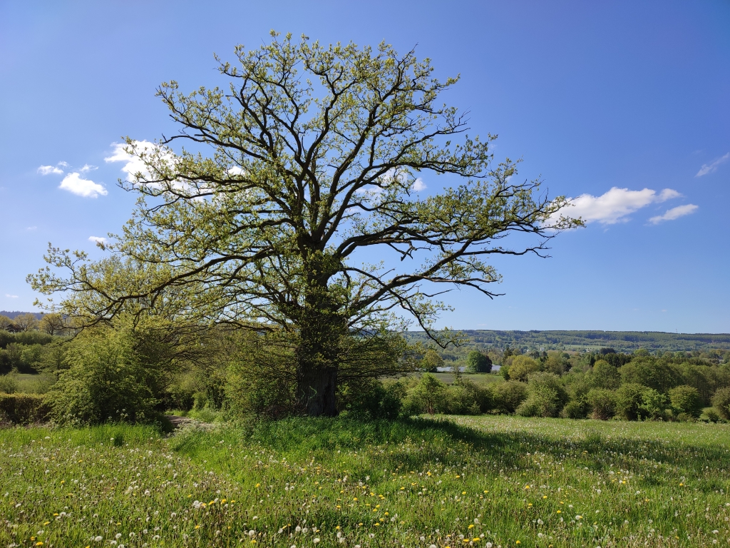 Chêne de la Picherotte