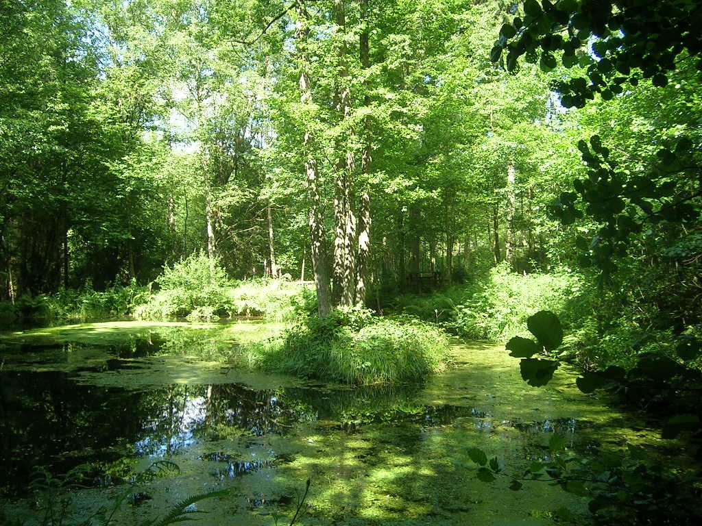 Etang du Ri du Champai