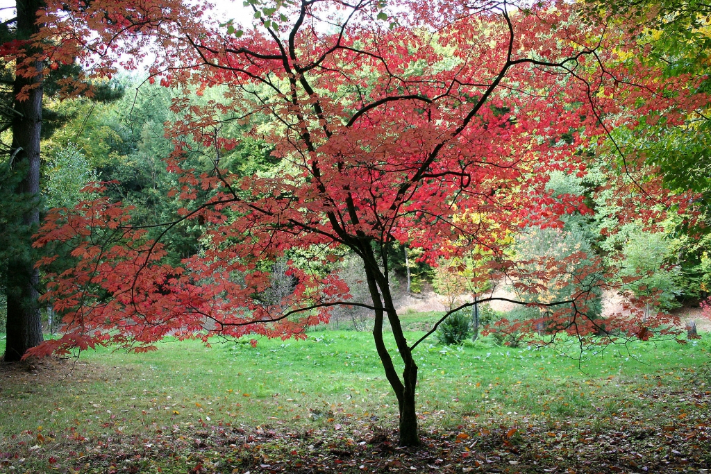 L’Arboretum Lenoir
