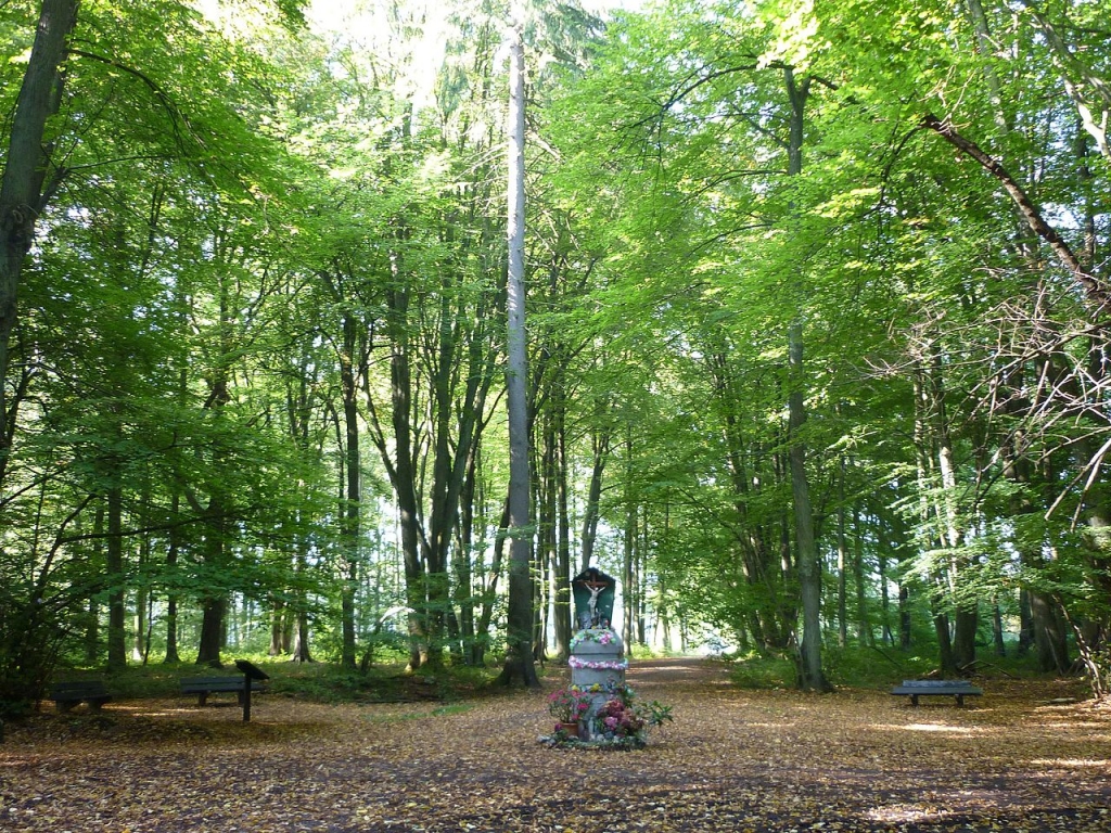 L’Arboretum du Bois de la Vecquée