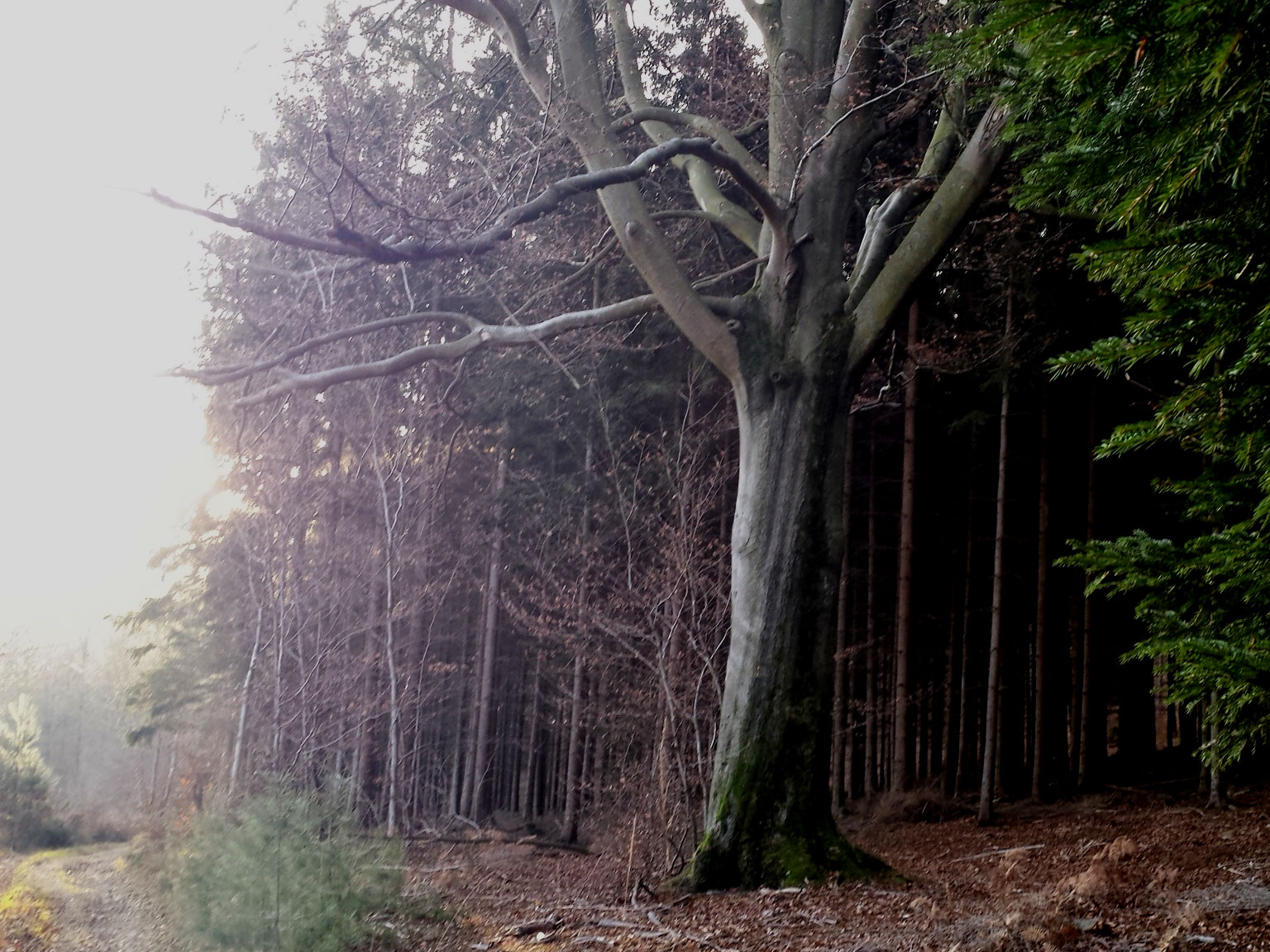 Les Arbres remarquables du Staneux