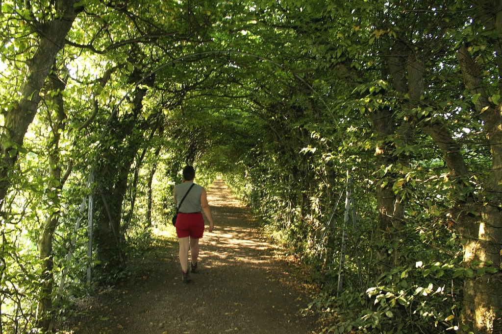 Charmille du Haut Marais