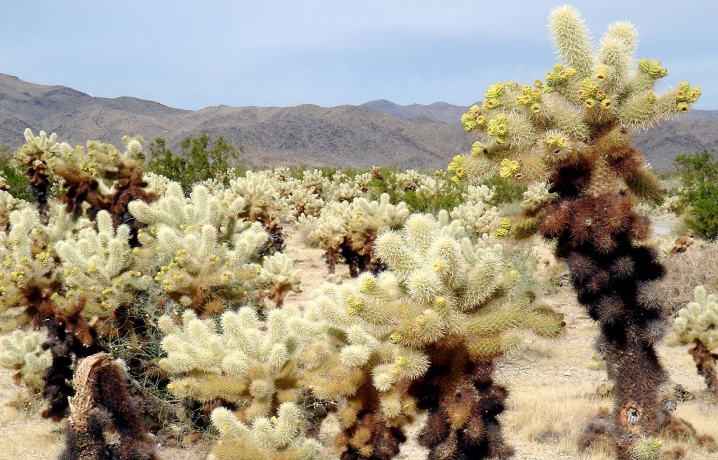 Cholla Cactus Garden Trail