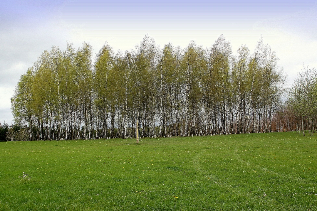  Bois de la Paix